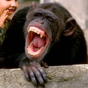 chimp-laughing