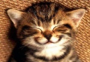 Happy kitty