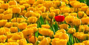 tulips-15155_1280